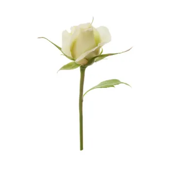 Fresh White Rose